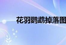 花羽鹦鹉掉落图片（花羽鹦鹉掉落）