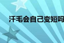 汗毛会自己变短吗（汗毛会自己脱落么）