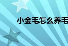小金毛怎么养毛发（小金毛怎么养）