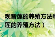 观音莲的养殖方法和注意事项视频讲解（观音莲的养殖方法）
