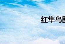 红隼鸟图片（红隼）