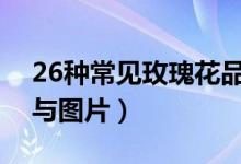 26种常见玫瑰花品种图片（玫瑰花种类介绍与图片）