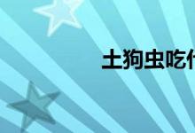 土狗虫吃什么（土狗虫）