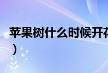 苹果树什么时候开花啊（苹果树什么时候开花）