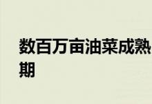 数百万亩油菜成熟 长三角地区迎来油菜收割期