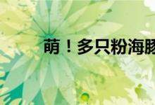 萌！多只粉海豚现身广东珠海海域
