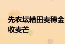 先农坛耤田麦穗金黄飘香 芒种节气市民游客收麦芒