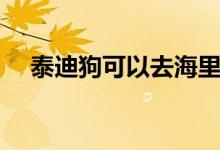 泰迪狗可以去海里游泳吗（泰迪学游泳）