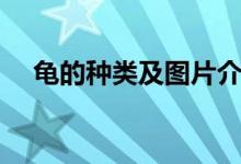 龟的种类及图片介绍（龟的种类及图片）