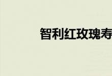 智利红玫瑰寿命（智利红玫瑰）