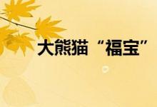 大熊猫“福宝”6月12日与公众见面