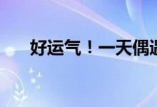 好运气！一天偶遇熊猫和羚牛2种国宝