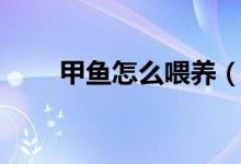 甲鱼怎么喂养（甲鱼吃什么怎么养）