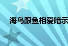海鸟跟鱼相爱暗示什么（海鸟跟鱼相爱）