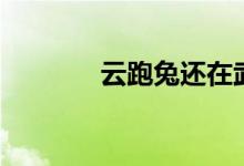 云跑兔还在武当吗（云跑兔）