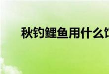 秋钓鲤鱼用什么饵料最好（秋钓鲤鱼）