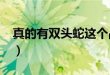 真的有双头蛇这个品种吗?（双头蛇是真的吗）