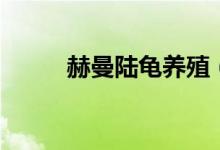 赫曼陆龟养殖（赫曼陆龟怎么养）