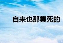自来也那集死的（自来也第几集死的）