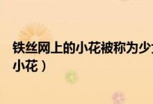 铁丝网上的小花被称为少女版的辛德勒的名单（铁丝网上的小花）