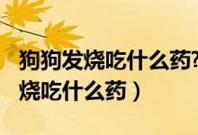狗狗发烧吃什么药?宠物用药需谨慎!（狗狗发烧吃什么药）