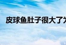 皮球鱼肚子很大了为什么还不生（皮球鱼）