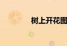 树上开花图片（树上开花）