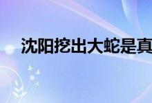沈阳挖出大蛇是真的不（沈阳挖出大蛇）