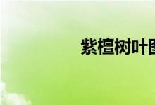 紫檀树叶图片（紫檀树）