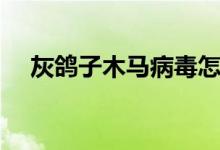 灰鸽子木马病毒怎么治疗（灰鸽子木马）