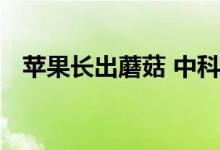 苹果长出蘑菇 中科院博士求购！后续来了