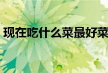 现在吃什么菜最好菜谱（现在吃什么菜最好）