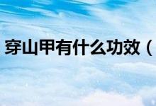 穿山甲有什么功效（穿山甲泡酒有什么功效）