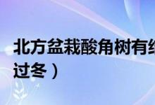 北方盆栽酸角树有结果的吗（酸角树北方怎么过冬）