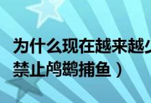 为什么现在越来越少的人用鸬鹚捕鱼（为什么禁止鸬鹚捕鱼）