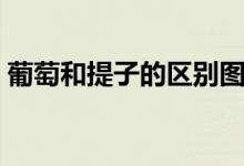 葡萄和提子的区别图片（葡萄和提子的区别）