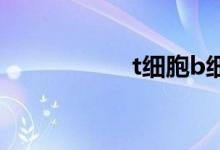 t细胞b细胞（t细胞）
