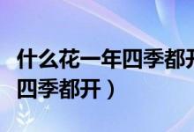 什么花一年四季都开花猜谜语呢（什么花一年四季都开）