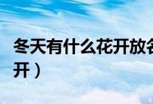 冬天有什么花开放名字和颜色（冬天有什么花开）