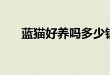 蓝猫好养吗多少钱一只（蓝猫好养吗）