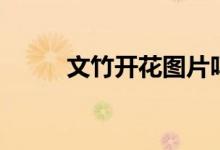 文竹开花图片吗（文竹开花图片）