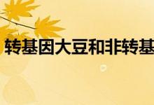 转基因大豆和非转基因大豆的区别（转基因）