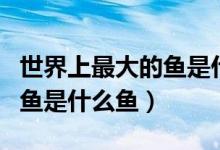 世界上最大的鱼是什么鱼图片（世界上最大的鱼是什么鱼）
