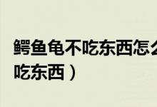 鳄鱼龟不吃东西怎么办用什么药物（鳄鱼龟不吃东西）
