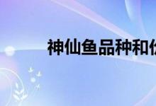 神仙鱼品种和价格（神仙鱼品种）