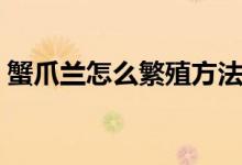 蟹爪兰怎么繁殖方法视频（蟹爪兰怎么繁殖）