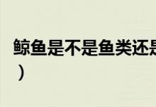 鲸鱼是不是鱼类还是哺乳动物（鲸鱼是不是鱼）