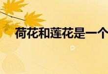 荷花和莲花是一个东西吗（荷花和莲花）