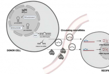 研究人员发现可通过循环 microRNA 评估林奇综合征的癌症风险