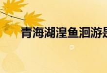 青海湖湟鱼洄游是几月（青海湖湟鱼）